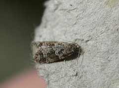 Spraglet gråvikler (Cnephasia asseclana)