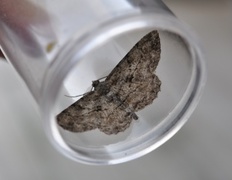 Willow Beauty (Peribatodes rhomboidaria)