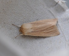 Halmgult gressfly (Mythimna pallens)