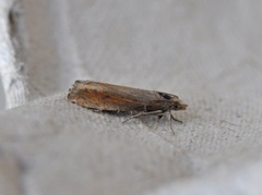 Red Piercer (Lathronympha strigana)