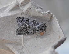 Blågrått kveldfly (Acronicta euphorbiae)