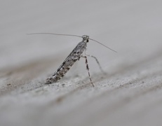 Feathered Slender (Caloptilia cuculipennella)