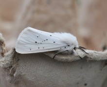 White Ermine (Spilosoma lubricipeda)
