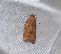 Jordbær-/buskflatvikler (Acleris comariana/laterana)