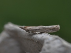 Gressmalmott (Anerastia lotella)