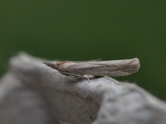 Sandhill Knot-horn (Anerastia lotella)