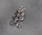 Syrekveldfly (Acronicta rumicis)