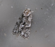 Knot Grass (Acronicta rumicis)
