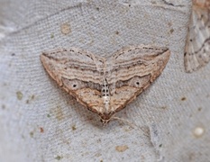 Oblique Carpet (Orthonama vittata)