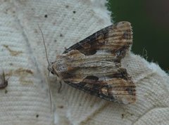 Double Lobed (Lateroligia ophiogramma)