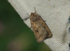 Mottled Rustic (Caradrina morpheus)