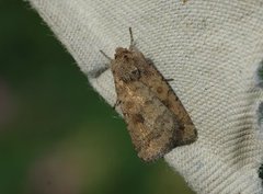 Brunt urtefly (Caradrina morpheus)