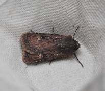 Garden Dart (Euxoa nigricans)
