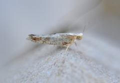 Cherry Fruit Moth (Argyresthia pruniella)