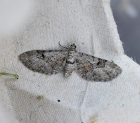 Gjeldkarvedvergmåler (Eupithecia pimpinellata)