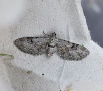 Gjeldkarvedvergmåler (Eupithecia pimpinellata)