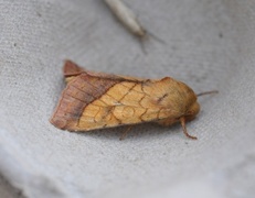 Gullfagerfly (Pyrrhia umbra)