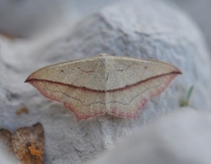Blood-vein (Timandra comae)