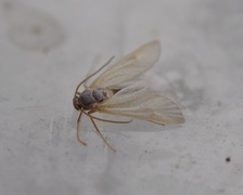 Hvit dammott (Acentria ephemerella)