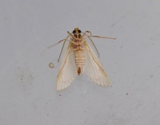 Hvit dammott (Acentria ephemerella)