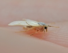 Hvit dammott (Acentria ephemerella)