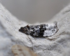 Hvitflekket løvvikler (Apotomis turbidana)