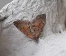 Grey Pine Carpet (Thera obeliscata)