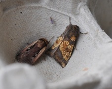 Frosted Orange (Gortyna flavago)