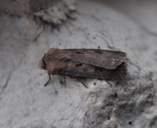 Heart and Dart (Agrotis exclamationis)