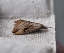 Garden Pebble (Evergestis forficalis)