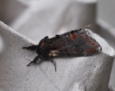 Iron Prominent (Notodonta dromedarius)