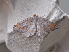 Tawny-barred Angle (Macaria liturata)
