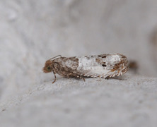 Blek rosevikler (Notocelia rosaecolana)