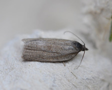 Heibladvikler (Aphelia viburniana)