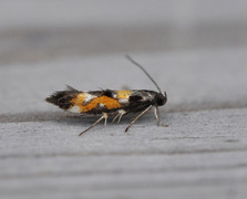Red Cosmet (Mompha locupletella)