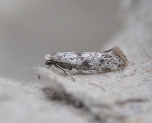 Paraswammerdamia conspersella