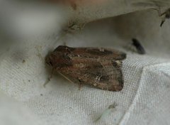 Brunt sumpfly (Helotropha leucostigma)