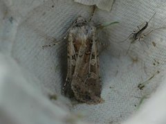 Coast Dart (Euxoa cursoria)