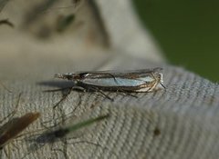 Grass-veneer (Crambus pascuella)