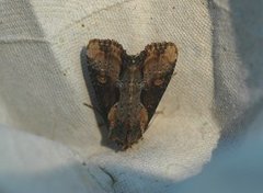 Double Lobed (Lateroligia ophiogramma)