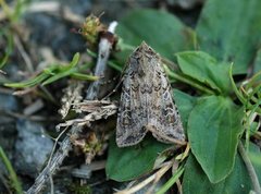 Coast Dart (Euxoa cursoria)