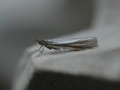 Yellow Satin Veneer (Crambus perlella)