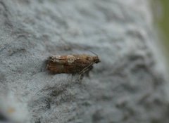 Spruce Bud Moth (Zeiraphera ratzeburgiana)