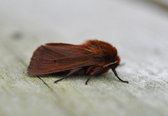 Ruby Tiger (Phragmatobia fuliginosa)