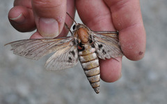 Convolvulus Hawk-moth (Agrius convolvuli)