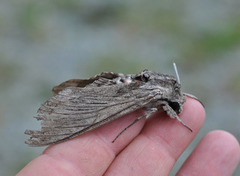 Convolvulus Hawk-moth (Agrius convolvuli)