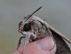 Convolvulus Hawk-moth (Agrius convolvuli)