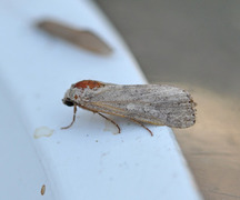 Vandresteppefly (Spodoptera exigua)