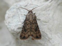 Turnip Moth (Agrotis segetum)