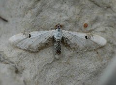 Hvit dvergmåler (Eupithecia centaureata)